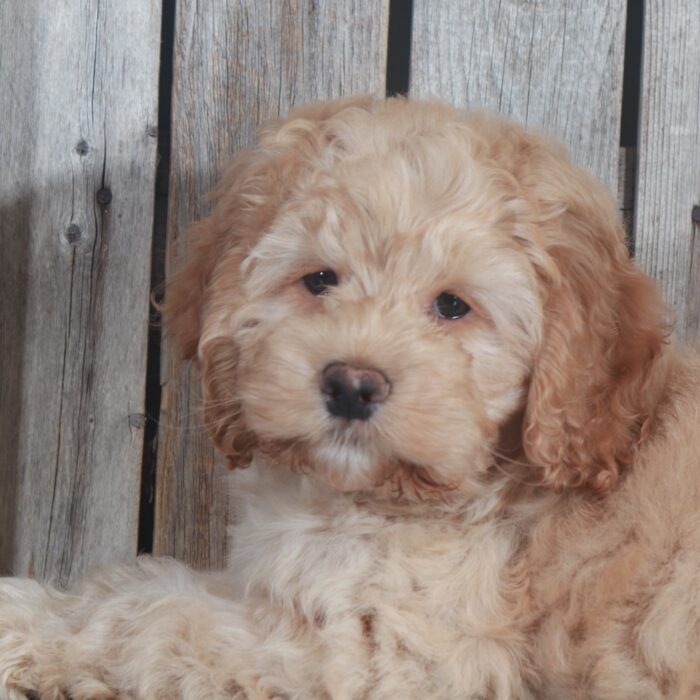 Dino-Handsome Cockapoo-Ohio - Image 4