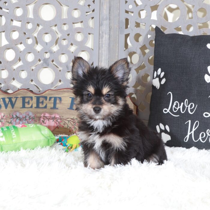 Dirk-Playful Yorkie Pom Puppy - Image 2
