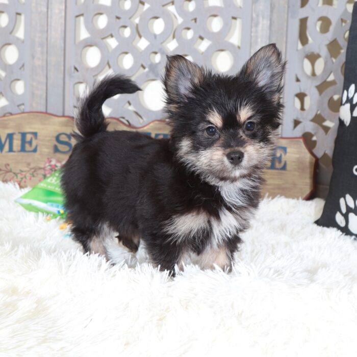 Dirk-Playful Yorkie Pom Puppy - Image 3