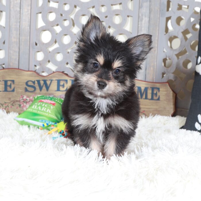 Dirk-Playful Yorkie Pom Puppy - Image 4