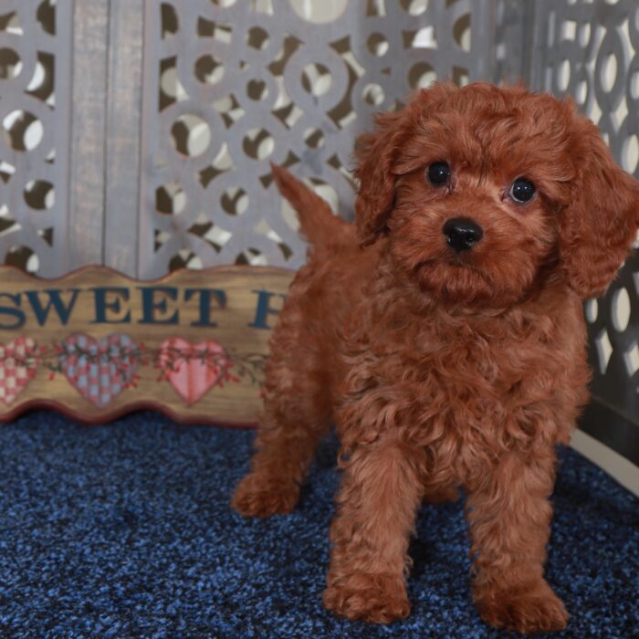 Dolly-Stunning-Female Cavapoo Puppy - Image 2