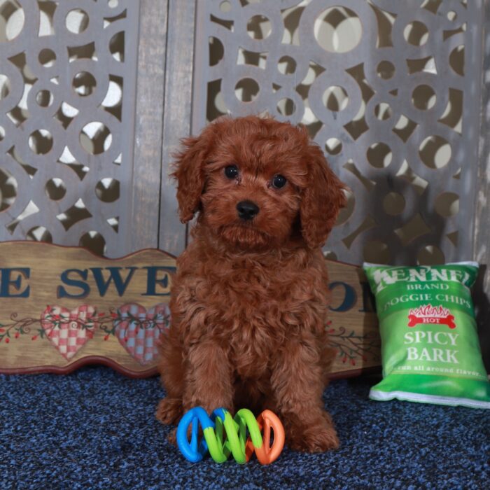 Dolly-Stunning-Female Cavapoo Puppy - Image 3