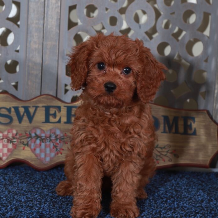 Dolly-Stunning-Female Cavapoo Puppy - Image 4