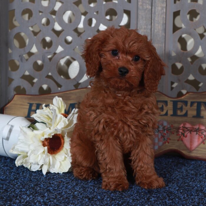 Dolly-Stunning-Female Cavapoo Puppy - Image 5