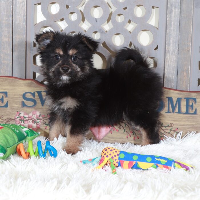 Dominic-Outgoing Yorkie Pom Puppy