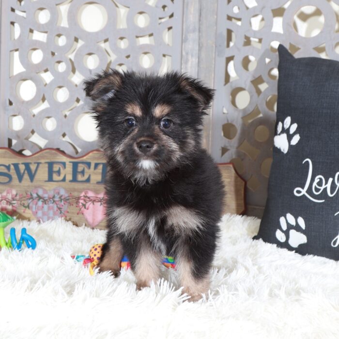 Dominic-Outgoing Yorkie Pom Puppy - Image 2