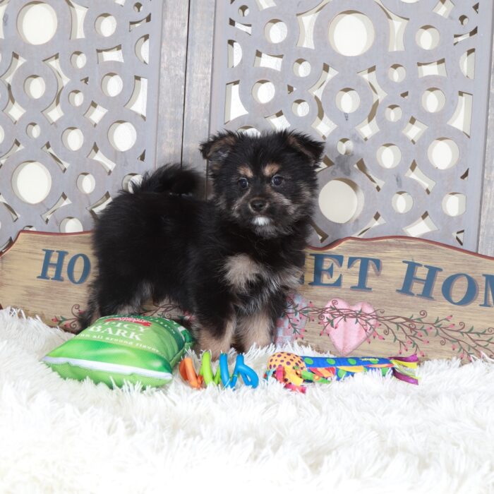 Dominic-Outgoing Yorkie Pom Puppy - Image 3