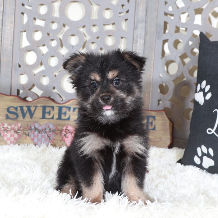 Dominic-Outgoing Yorkie Pom Puppy - Image 4