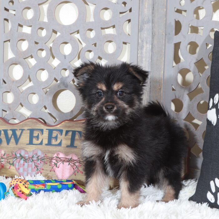 Dominic-Outgoing Yorkie Pom Puppy - Image 5