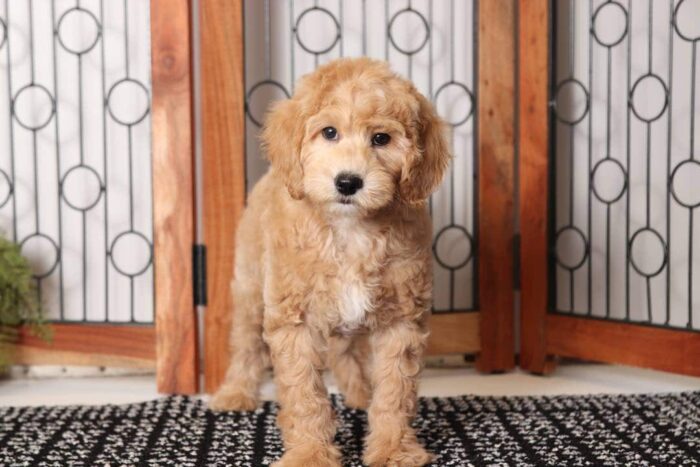 Donny- Stunning Male F1B Mini Goldendoodle