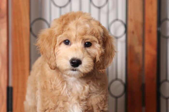 Donny- Stunning Male F1B Mini Goldendoodle - Image 2