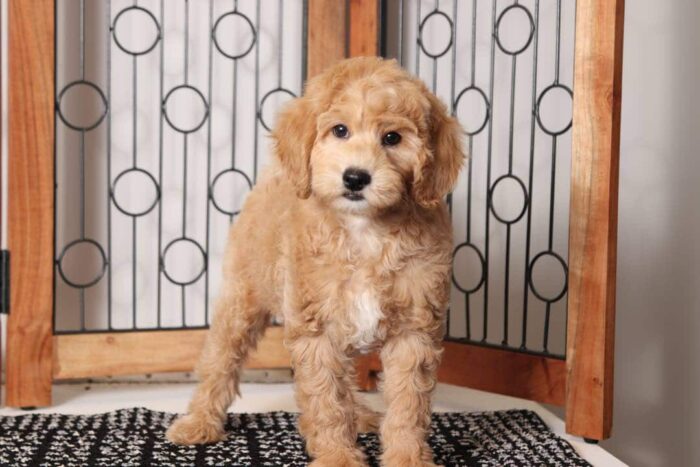 Donny- Stunning Male F1B Mini Goldendoodle - Image 3