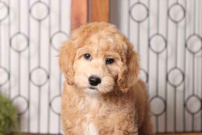 Donny- Stunning Male F1B Mini Goldendoodle - Image 4