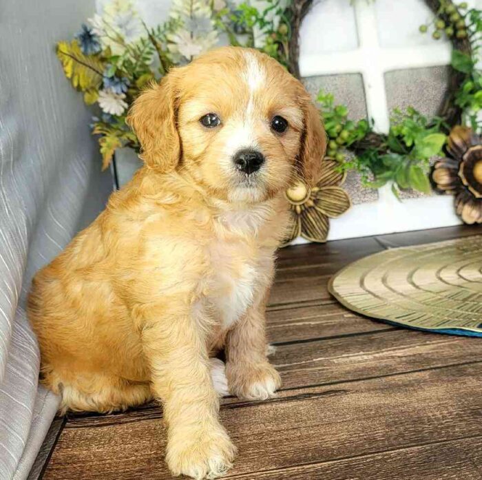 Doris - Lovable Cavapoo Puppy For Sale in Georgia - Image 2