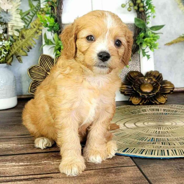 Doris - Lovable Cavapoo Puppy For Sale in Georgia - Image 3