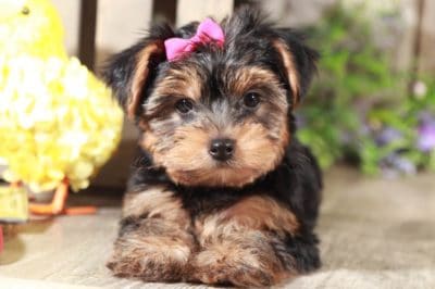 dorthia terrier yorkshire