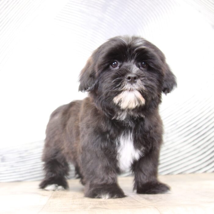 Douglas- Black/White Male Shorkie Puppy-Ohio - Image 4