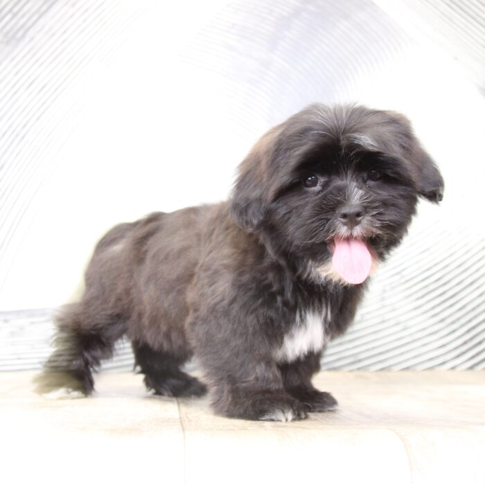 Douglas- Black/White Male Shorkie Puppy-Ohio - Image 3
