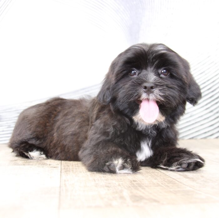 Douglas- Black/White Male Shorkie Puppy-Ohio - Image 2