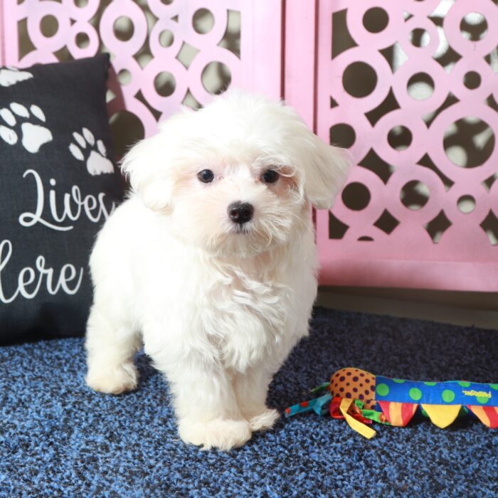 Dove- Loving ACA Maltese Puppy