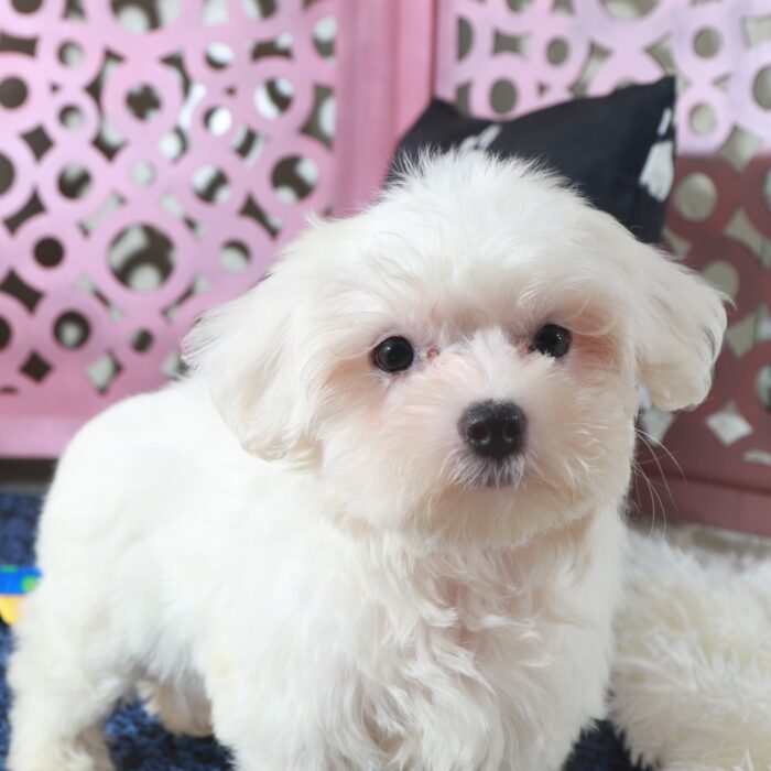 Dove- Loving ACA Maltese Puppy - Image 2