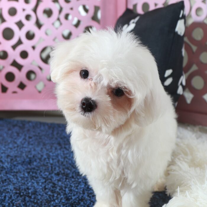 Dove- Loving ACA Maltese Puppy - Image 3