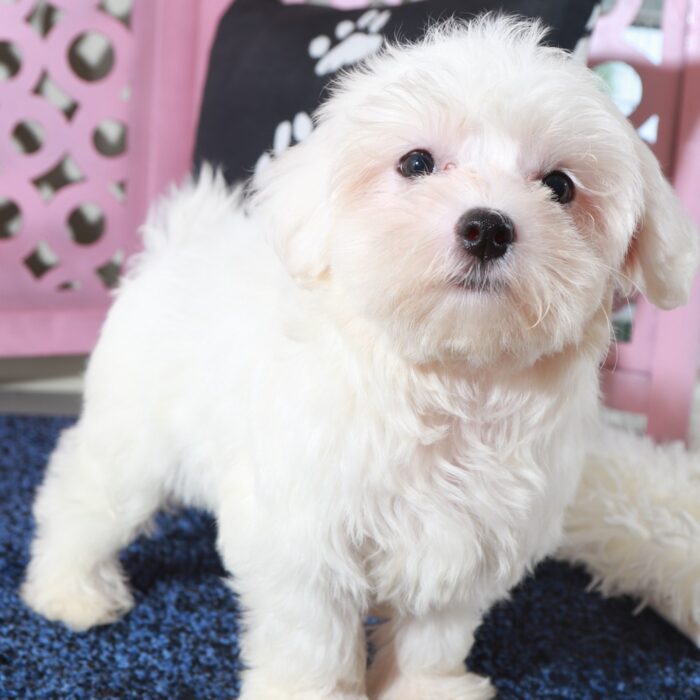 Dove- Loving ACA Maltese Puppy - Image 4