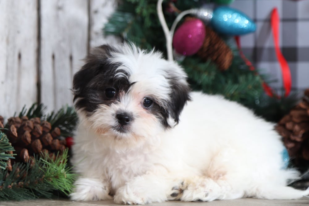 Dove - Elegant Teddy Bear