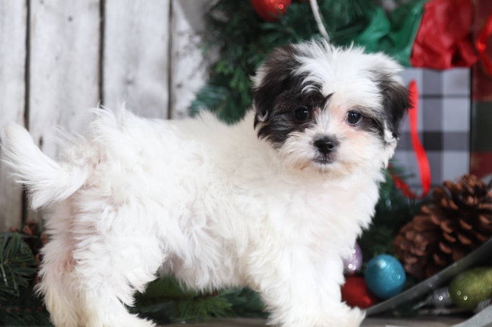 Dove - Elegant Teddy Bear - Image 2