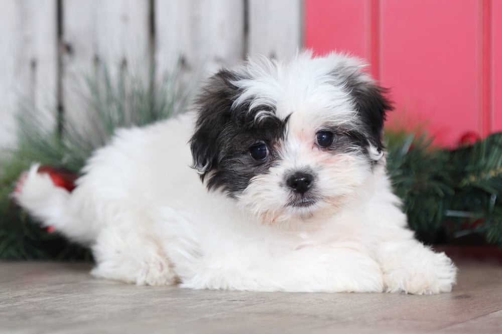 Dove - Elegant Teddy Bear - Image 3