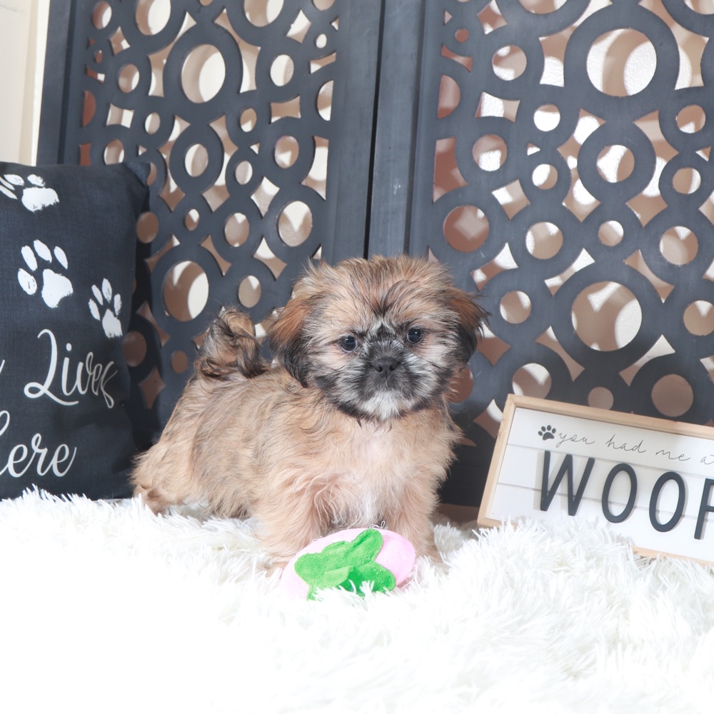 Duchess-Regal Female Shih-Tzu Puppy