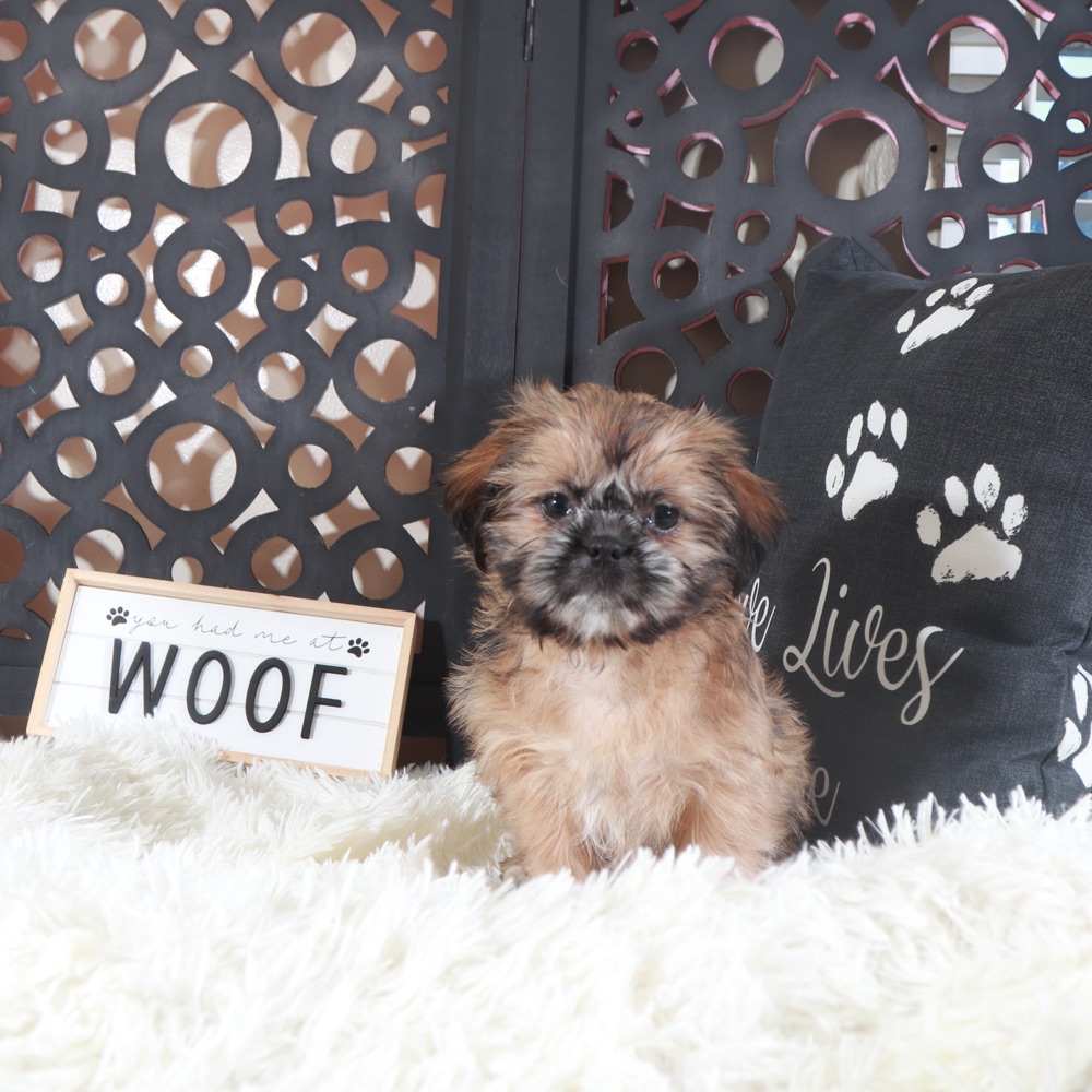Duchess-Regal Female Shih-Tzu Puppy - Image 3