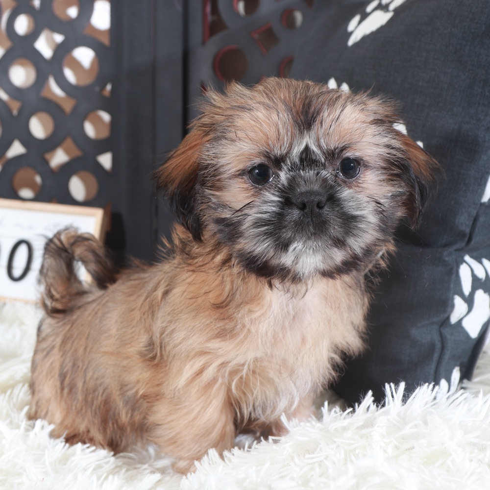 Duchess-Regal Female Shih-Tzu Puppy - Image 5