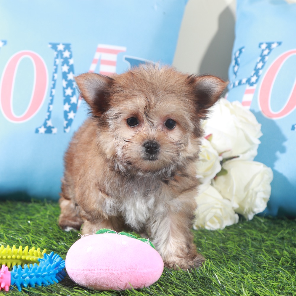 Duchess-Regal Little Female Havayork Puppy - Image 4