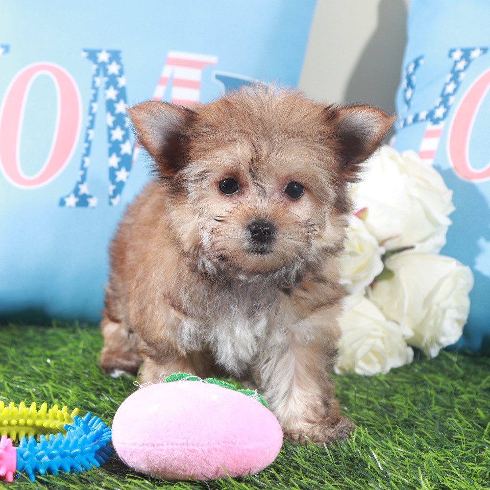 Duchess-Regal Little Female Havayork Puppy