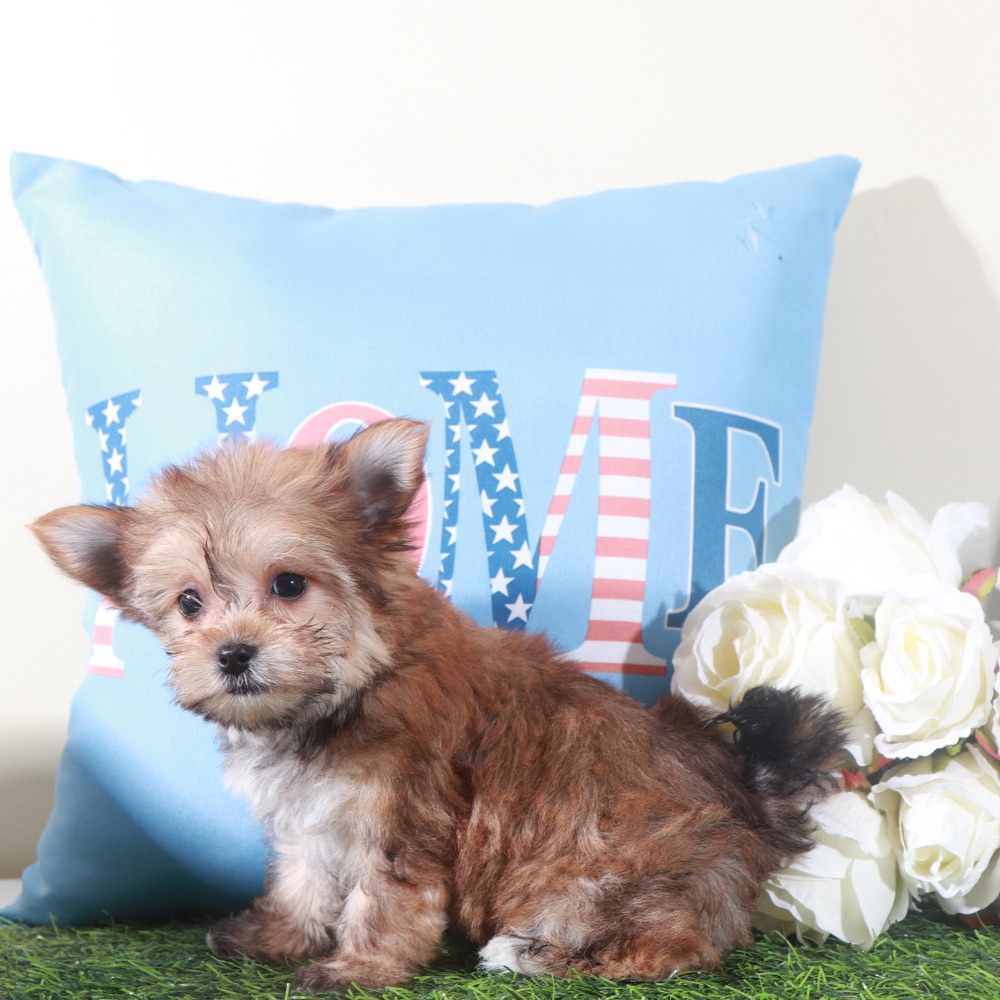Duchess-Regal Little Female Havayork Puppy - Image 6