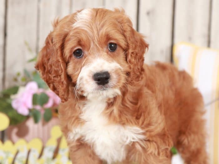 Dug - Studley Cockapoo - Image 2