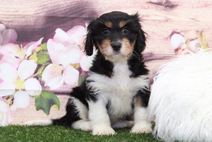 Dug- Cute Little Male Cavanese Puppy - Image 2
