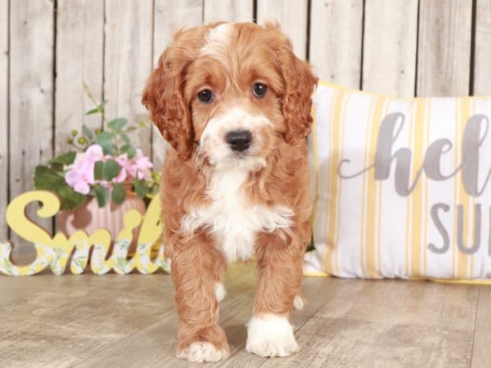 Dug - Studley Cockapoo - Image 6