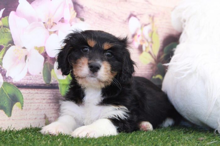 Dug- Cute Little Male Cavanese Puppy