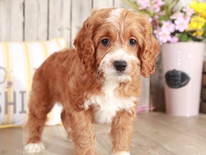 Dug - Studley Cockapoo - Image 5