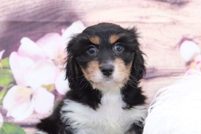 Dug- Cute Little Male Cavanese Puppy - Image 4