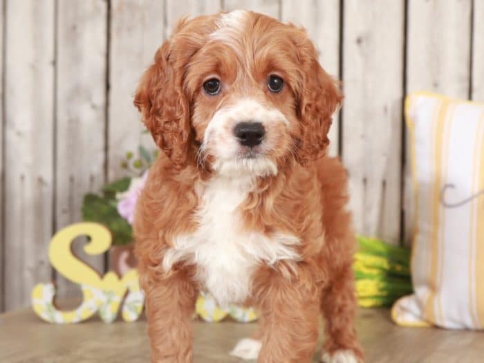 Dug - Studley Cockapoo - Image 4