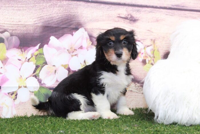Dug- Cute Little Male Cavanese Puppy - Image 5
