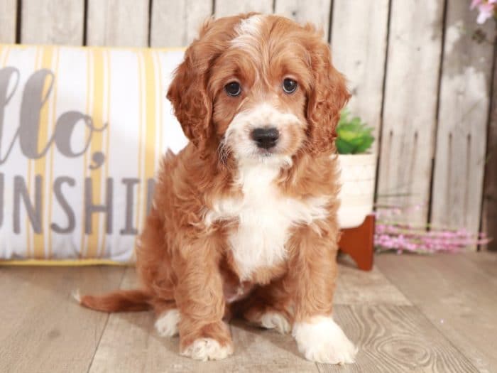 Dug - Studley Cockapoo
