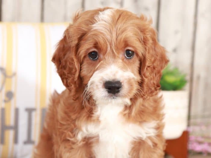 Dug - Studley Cockapoo - Image 3