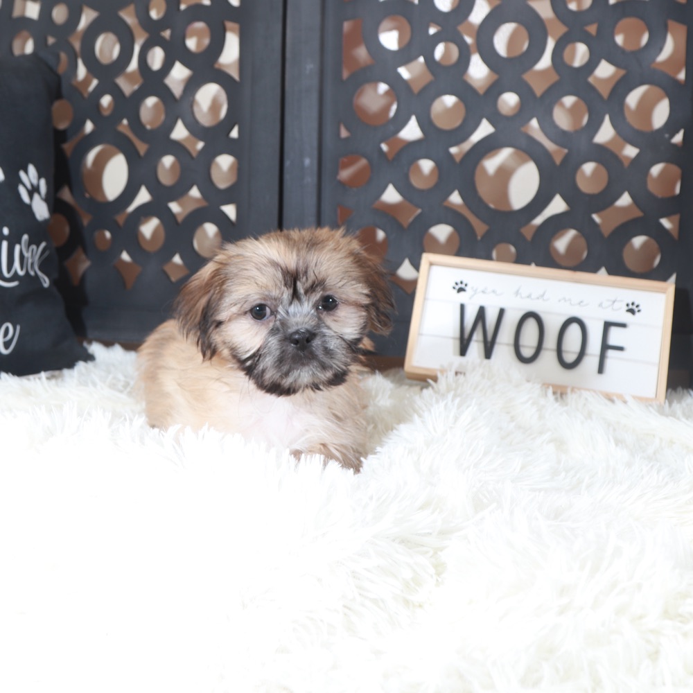 Duke-Majestic Male Shih-Tzu Puppy - Image 3