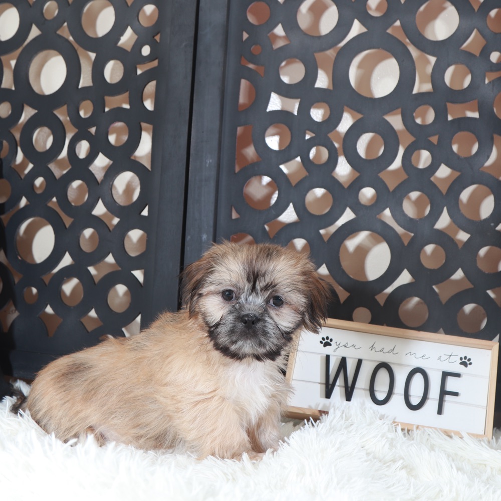 Duke-Majestic Male Shih-Tzu Puppy - Image 4