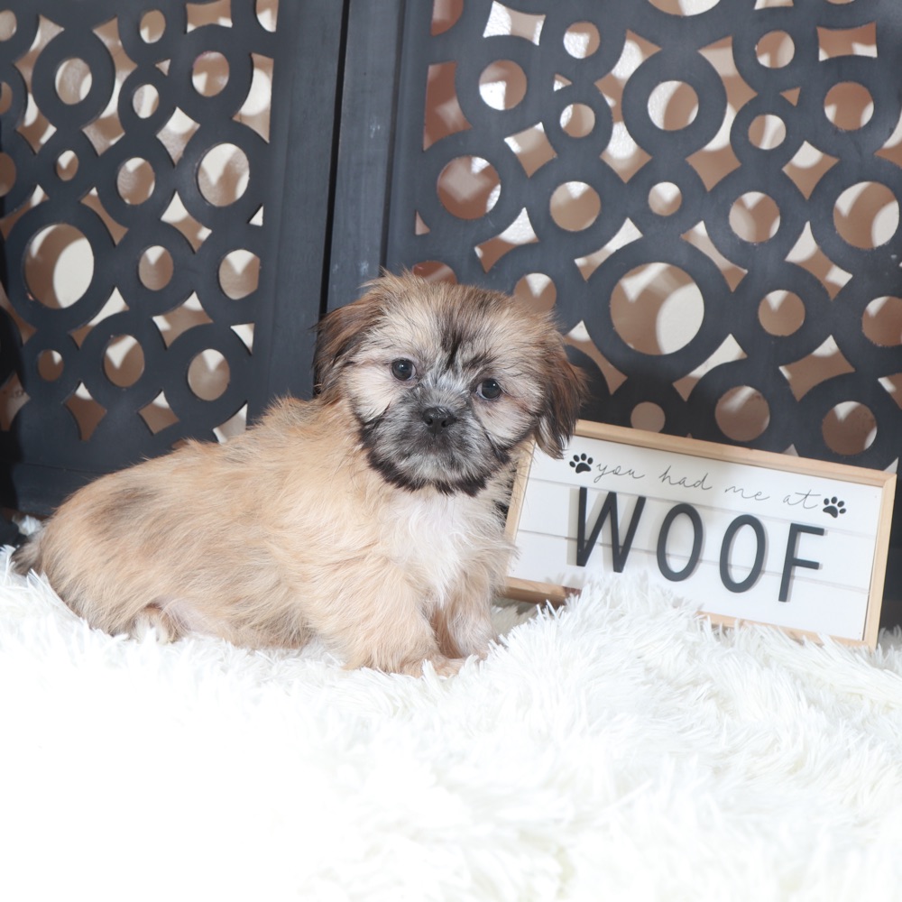 Duke-Majestic Male Shih-Tzu Puppy - Image 5