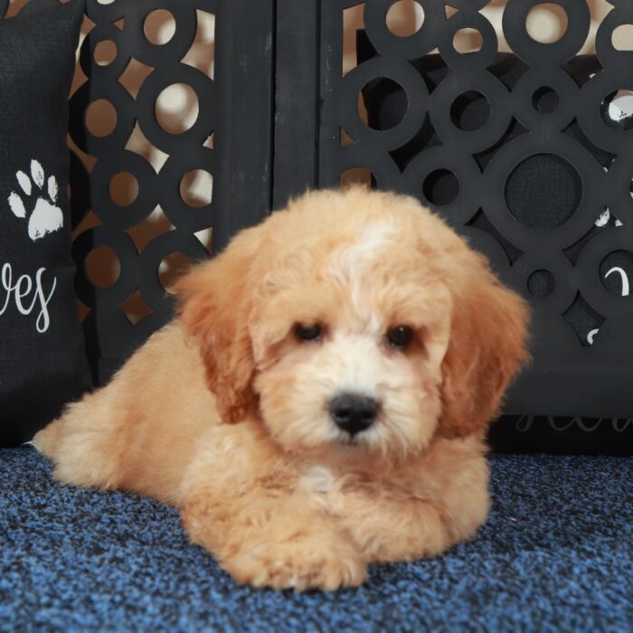 Duke-Playful-Sweet Poochon Puppy